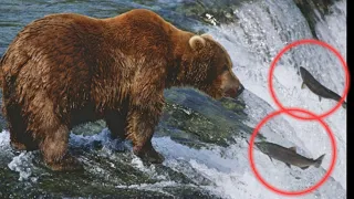 Bear catching fish in waterfall | Beauty Nature & Wild  | Grizzly Bears Catching Salmon