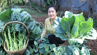 Chinese broccoli recipe - Harvest and cook short and fat Chinese broccoli - Amazing cooking video