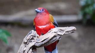 Birds in Western Yunnan (China)