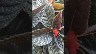 Episcia Cupreata/ Flame Violet