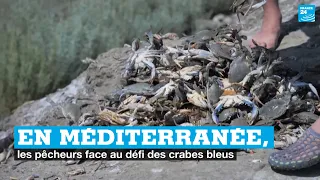 En Méditerranée, les pêcheurs face au défi des crabes bleus