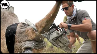 Вот Почему Люди Начали Удалять Рога Носорогам