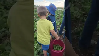 Community Garden: Family fun harvesting green beans!