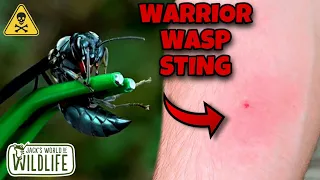 WARRIOR Wasp STING!!! Ft. @DannyBerk