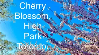 Cherry Blossom High Park, Toronto 2024.