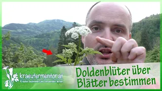 Doldenblüter mir Hilfe der Blätter bestimmen