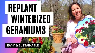 Replant Overwintered Geraniums: Quick Easy Sustainable Gardening Hack for Non-Stop Flower Display