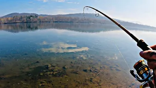 BIG SMALLMOUTH! (Susquehanna River Bank Fishing)