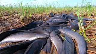 awesome fishing skills! catch catfish a lots in little water time at field catch by hand