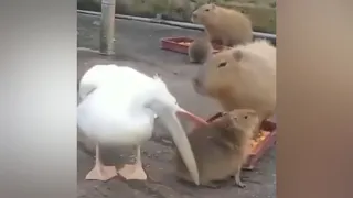 Pelican trying to eat Prairie Dog