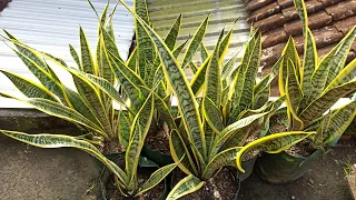Snake Plant Propagation by Division