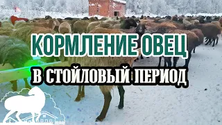 Кормление овец