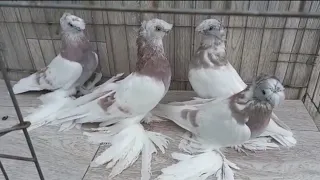 Учканы жана ойногону жакшы Кептерлер Голуби Pigeons