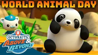 Octonauts: Above & Beyond - World Animal Day 🐻 🐼 | Animal Week Special! | Compilation | @Octonauts​