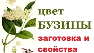 13.Цвет БУЗИНЫ, май - июнь заготовка лекарственных растений