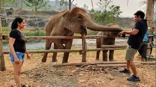 Haathi mere saathi | Elephant Nature Park ,Chiang Mai Thailand |Twilight - Half Day