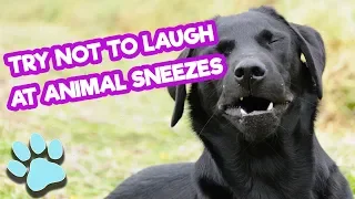 Try Not To Laugh At Animal Sneezes | Funny Pet Compilation | #thatpetlife