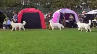 DKK International  Dog Show 20150919 Hillerød. Berger Blanc Suisse