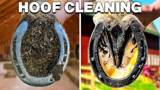 Horse Hoof Cleaning // Horse Hoof Restoration [SATISFYING]