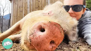 Pig Best Friends Go From Empty Shells to Hearts Full Of Love | Cuddle Buddies