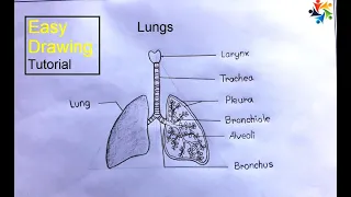 How to Draw a  Human Lungs | Lungs Drawing (Easy  Tutorial)