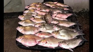 Limit white bass season 2024. (Nails Creek) Somerville, Texas #whitebass #fish #fishing