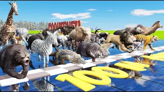 The Great Animal Race 40 Majestic Wild Creatures Compete for Victory!