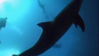 scuba diving with 15 dolphins in Hurghada Egypt