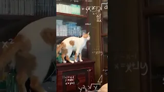 this cat is so smart it's scary 😨