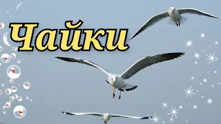 Чайки/Музыкальное видео для отдыха и расслабления/Seagulls/video for relaxation/リラクゼーションビデオ/СТИХиЯ