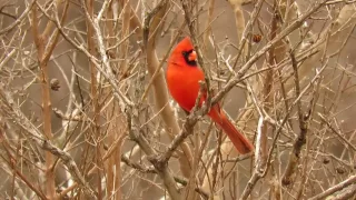 Mr Red Cardinal singing his little heart out in my backyard !