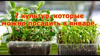 7 культур, которые можно посадить на рассаду в январе