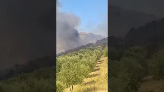 Zjarr në fshatin Risili në Vlorë, digjen dhjetëra rrënjë ullinj, era e fortë favorizon përhapjen ...