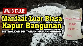 MAU pH TANAH NETRAL & SUBUR DENGAN BIAYA MURAH.? MANFAAT LUAR BIASA KAPUR BANGUNAN | DOLOMIT