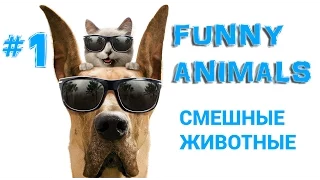 # 1. Смешные животные. Приколы про животных: коты и собаки.