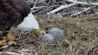 Trempealeau Eagles. Mom gives private feeding to TE2 – 04-16-2024