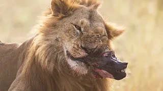 Löwe vs Pavian - Paviane sterben in einem Löwenkiefer #tiere #doku