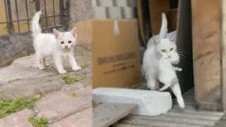 After The Mother Carried The Kittens, She Begged A Man To Give Her Kittens Food.