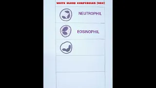 How to draw White blood corpuscles WBC easily/ X science practicals