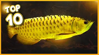 Top 10 Best Arowana Variety in the World