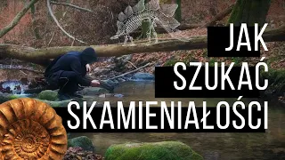 Gdzie znaleźć SKAMIENIAŁOŚCI?