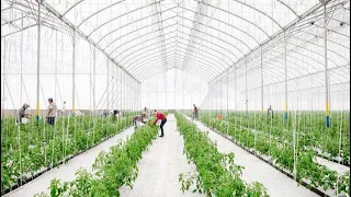 Maximizing Crop Yields: Advanced Greenhouse Equipment List by Harnois