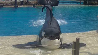 Face to face with Ulises - Sept 6, 2020 - SeaWorld San Diego