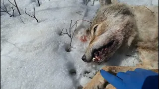 К Дню Победы поймал 36 волка