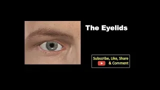 The eyelids #Anatomy #mbbs #education #bds #headandneckanatomy #eyelid