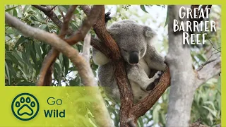 Coral Islands | Russell Crowe's The Great Barrier Reef: a Living Treasure 3/4 | Go Wild