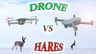 Погоня за Зайцем на Дроне / Chase of the hares by drone