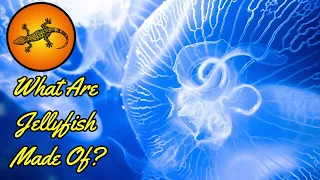 What Are Jellyfish Made Of?
