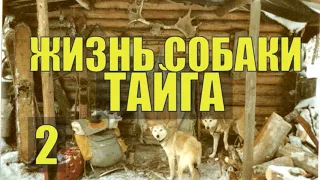 НА КРАЙНЕМ СЕВЕРЕ БЫЛ В ТАЙГЕ такой СЛУЧАЙ ЖИЗНЬ и СУДЬБА ПУТЕШЕСТВИЕ СОБАКИ ТАИНСТВЕННАЯ НАХОДКА  2