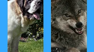 Волк против сембернара.